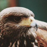 Emma used to own a hawk